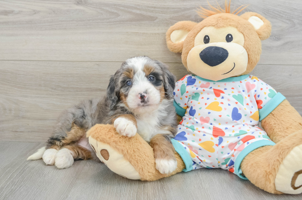 6 week old Mini Bernedoodle Puppy For Sale - Pilesgrove Pups