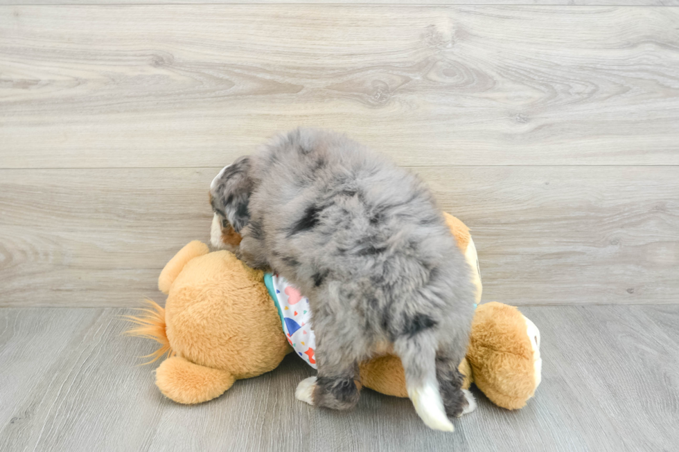 Mini Bernedoodle Pup Being Cute