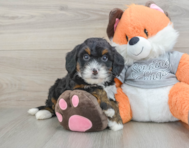 8 week old Mini Bernedoodle Puppy For Sale - Pilesgrove Pups