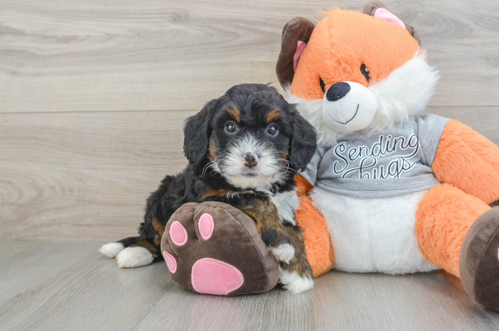 6 week old Mini Bernedoodle Puppy For Sale - Pilesgrove Pups