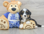 8 week old Mini Bernedoodle Puppy For Sale - Pilesgrove Pups