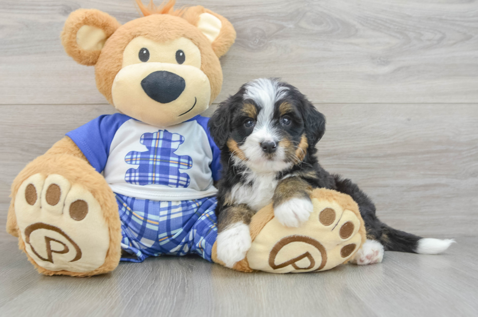 7 week old Mini Bernedoodle Puppy For Sale - Pilesgrove Pups
