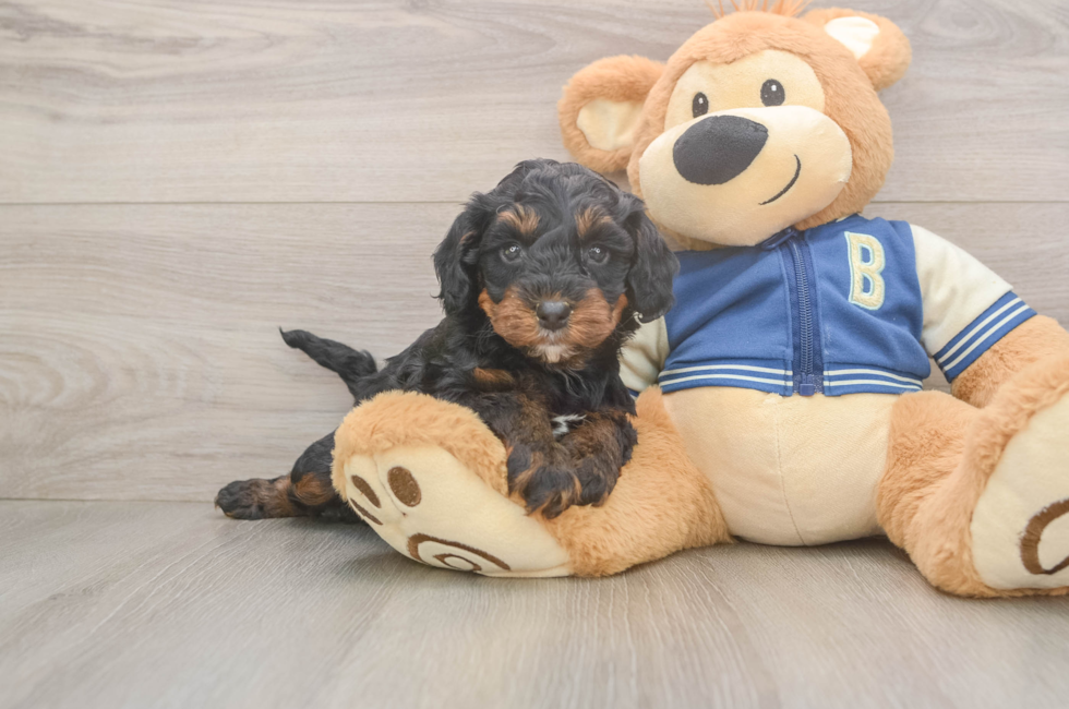 6 week old Mini Bernedoodle Puppy For Sale - Pilesgrove Pups