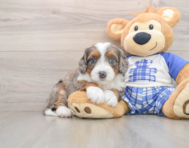 6 week old Mini Bernedoodle Puppy For Sale - Pilesgrove Pups