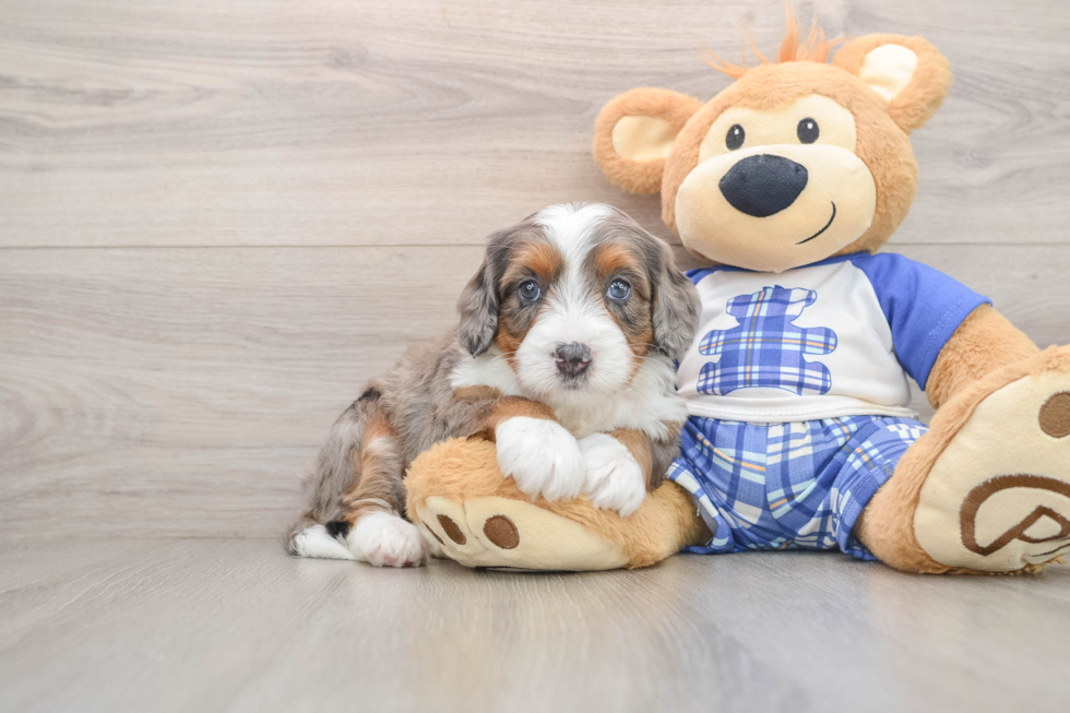 Smart Mini Bernedoodle Poodle Mix Pup