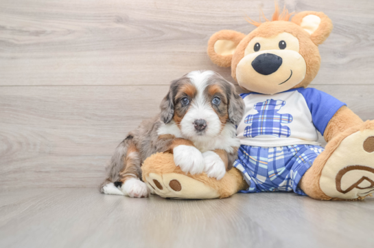 Smart Mini Bernedoodle Poodle Mix Pup