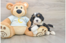 Playful Mini Bernepoo Poodle Mix Puppy