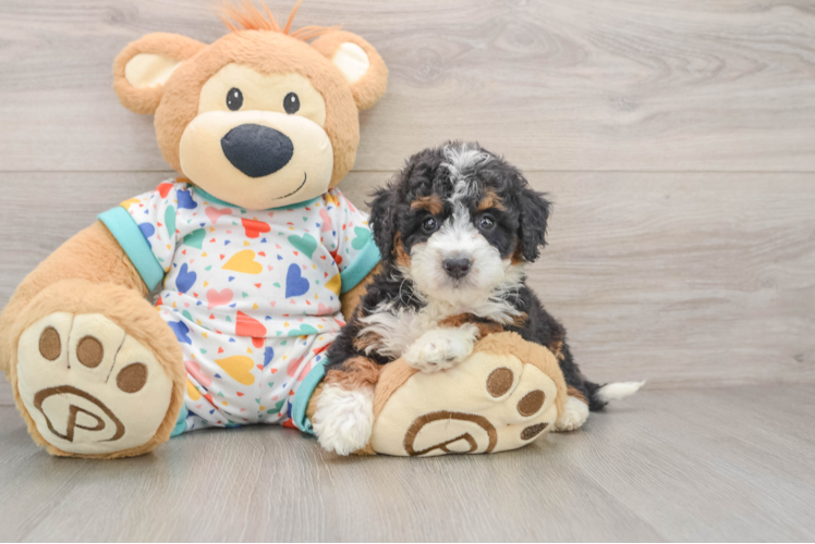 Mini Bernedoodle Pup Being Cute