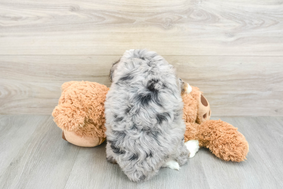 Mini Bernedoodle Puppy for Adoption