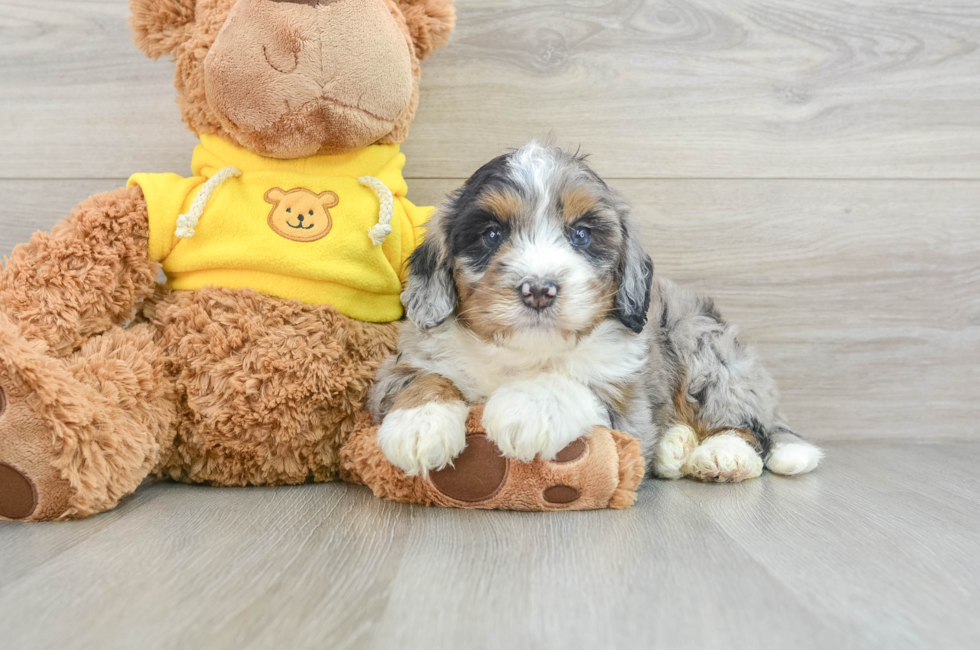 5 week old Mini Bernedoodle Puppy For Sale - Pilesgrove Pups