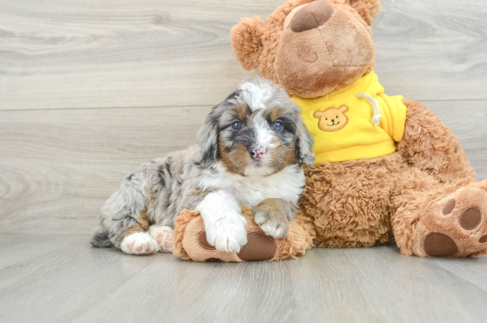 5 week old Mini Bernedoodle Puppy For Sale - Pilesgrove Pups