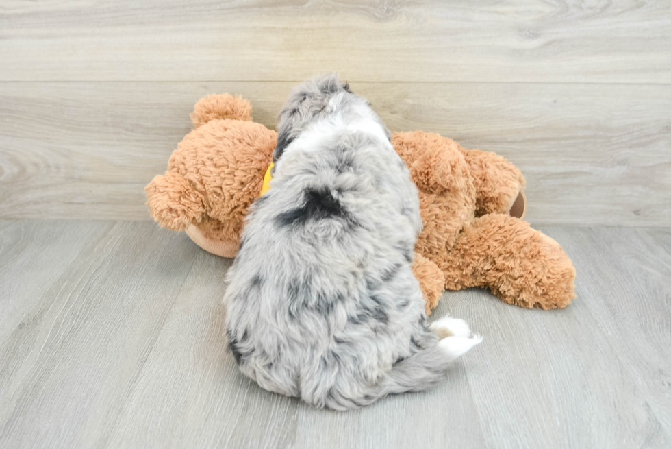 Mini Bernedoodle Pup Being Cute