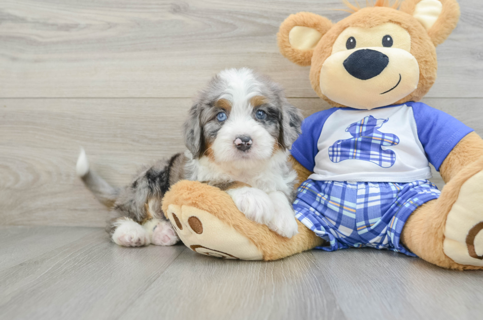 6 week old Mini Bernedoodle Puppy For Sale - Pilesgrove Pups