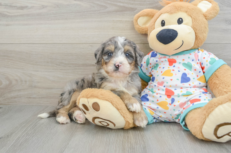 6 week old Mini Bernedoodle Puppy For Sale - Pilesgrove Pups