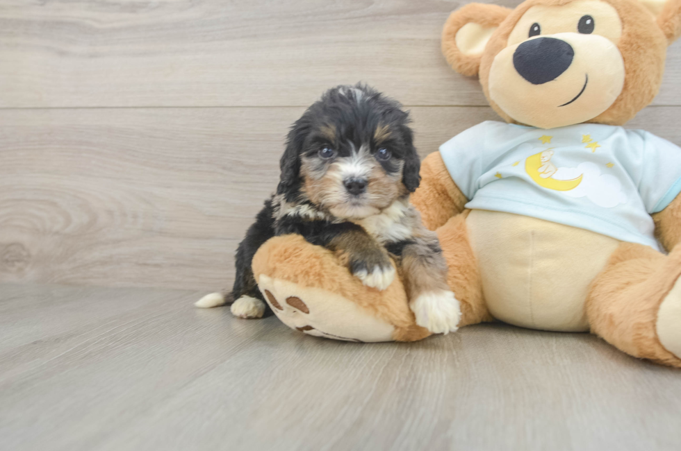 6 week old Mini Bernedoodle Puppy For Sale - Pilesgrove Pups