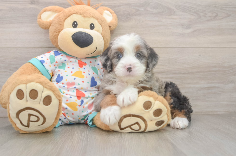 5 week old Mini Bernedoodle Puppy For Sale - Pilesgrove Pups