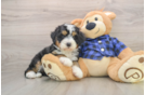 Smart Mini Bernedoodle Poodle Mix Pup
