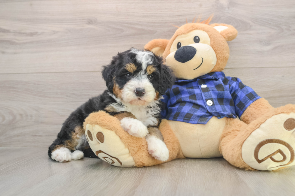 Smart Mini Bernedoodle Poodle Mix Pup