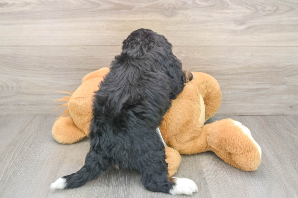Petite Mini Bernedoodle Poodle Mix Pup