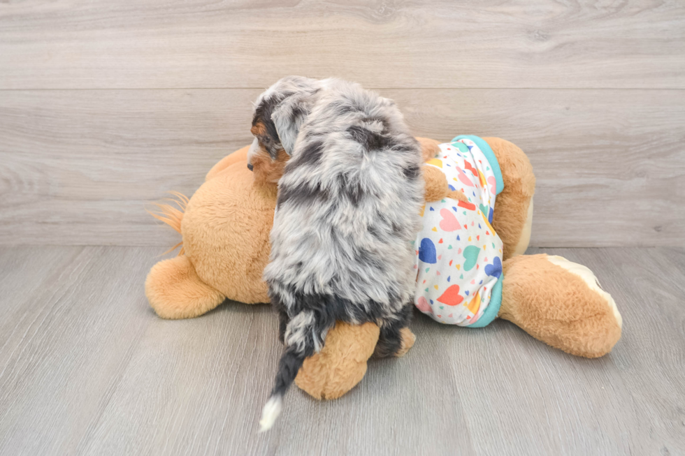 Best Mini Bernedoodle Baby