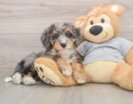 8 week old Mini Bernedoodle Puppy For Sale - Pilesgrove Pups