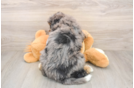 Popular Mini Bernedoodle Poodle Mix Pup