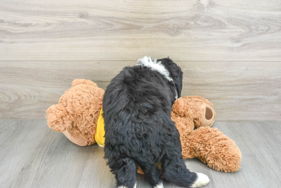 Best Mini Bernedoodle Baby