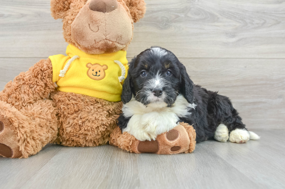 5 week old Mini Bernedoodle Puppy For Sale - Pilesgrove Pups