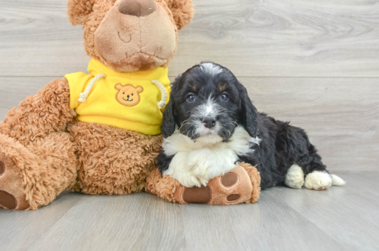 Sweet Mini Bernedoodle Baby