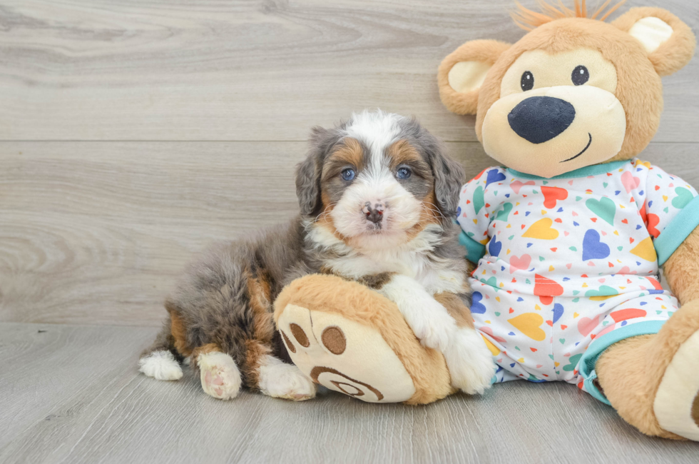 6 week old Mini Bernedoodle Puppy For Sale - Pilesgrove Pups