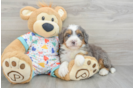 Mini Bernedoodle Puppy for Adoption