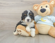 7 week old Mini Bernedoodle Puppy For Sale - Pilesgrove Pups
