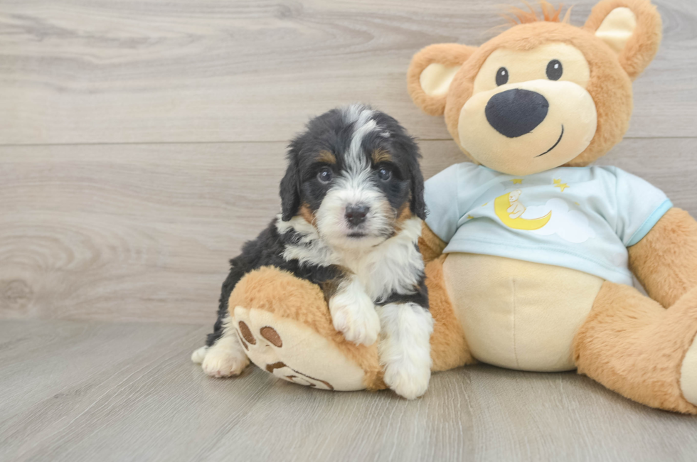 6 week old Mini Bernedoodle Puppy For Sale - Pilesgrove Pups