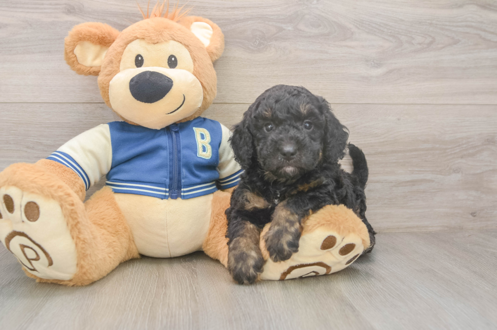 6 week old Mini Bernedoodle Puppy For Sale - Pilesgrove Pups