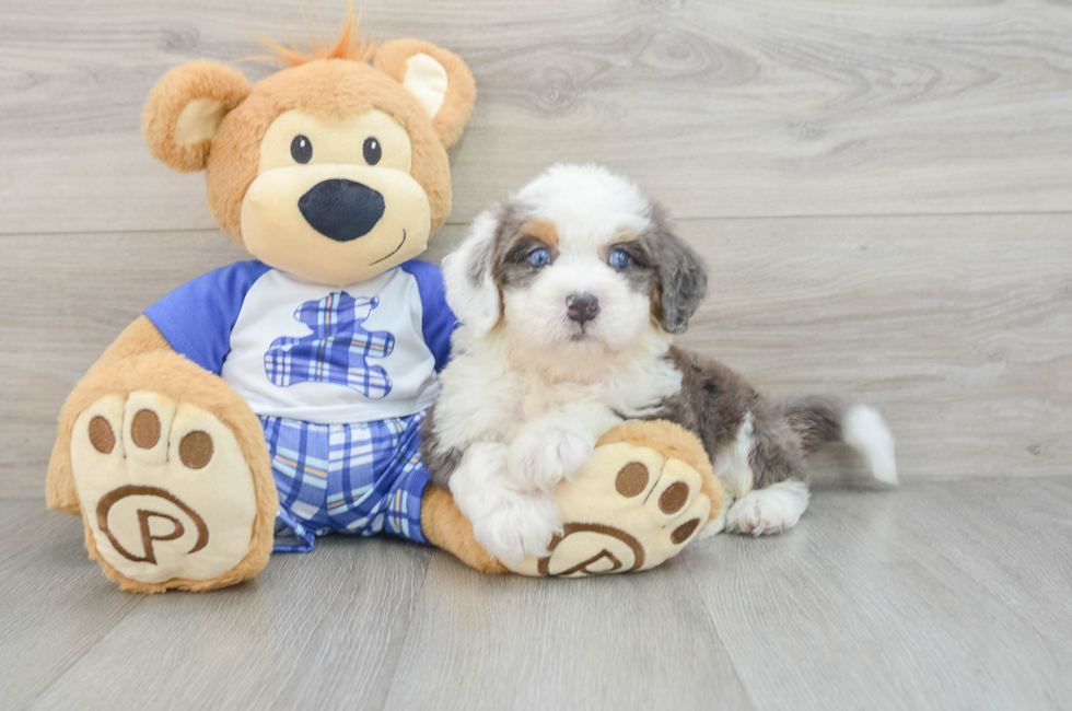 6 week old Mini Bernedoodle Puppy For Sale - Pilesgrove Pups