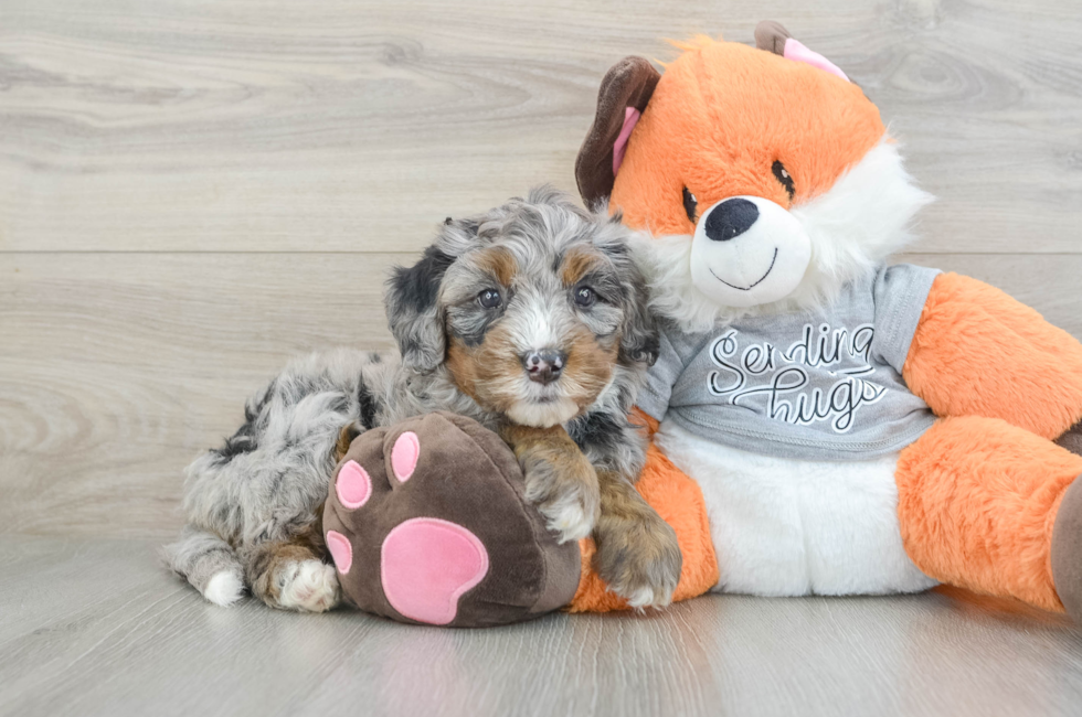 6 week old Mini Bernedoodle Puppy For Sale - Pilesgrove Pups