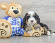7 week old Mini Bernedoodle Puppy For Sale - Pilesgrove Pups