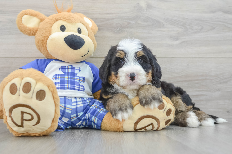 7 week old Mini Bernedoodle Puppy For Sale - Pilesgrove Pups