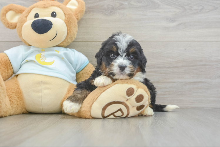 Friendly Mini Bernedoodle Baby