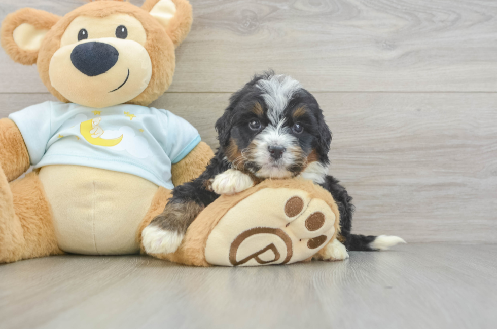 6 week old Mini Bernedoodle Puppy For Sale - Pilesgrove Pups