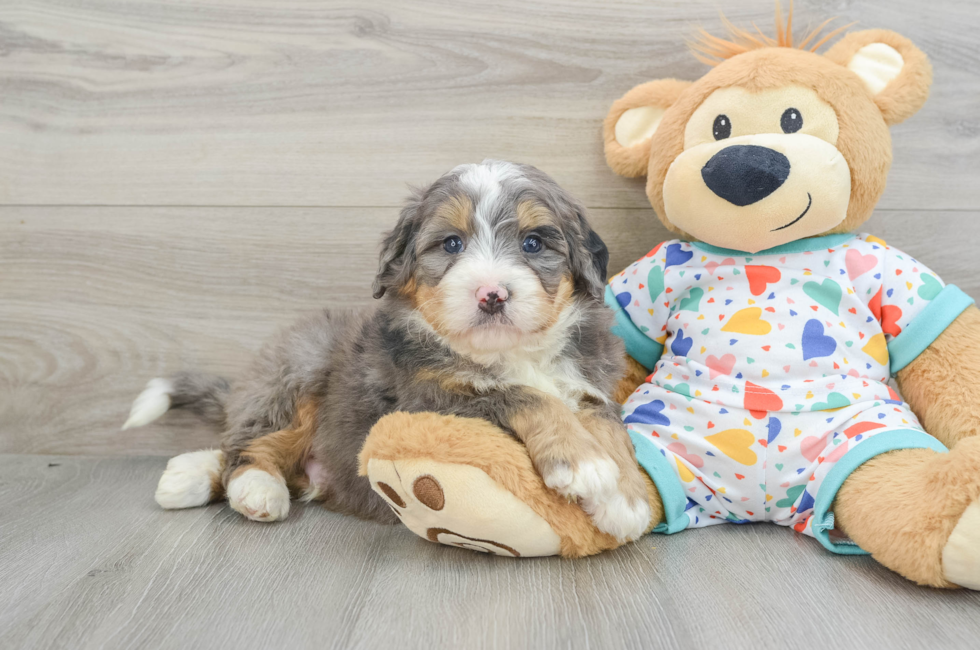 6 week old Mini Bernedoodle Puppy For Sale - Pilesgrove Pups