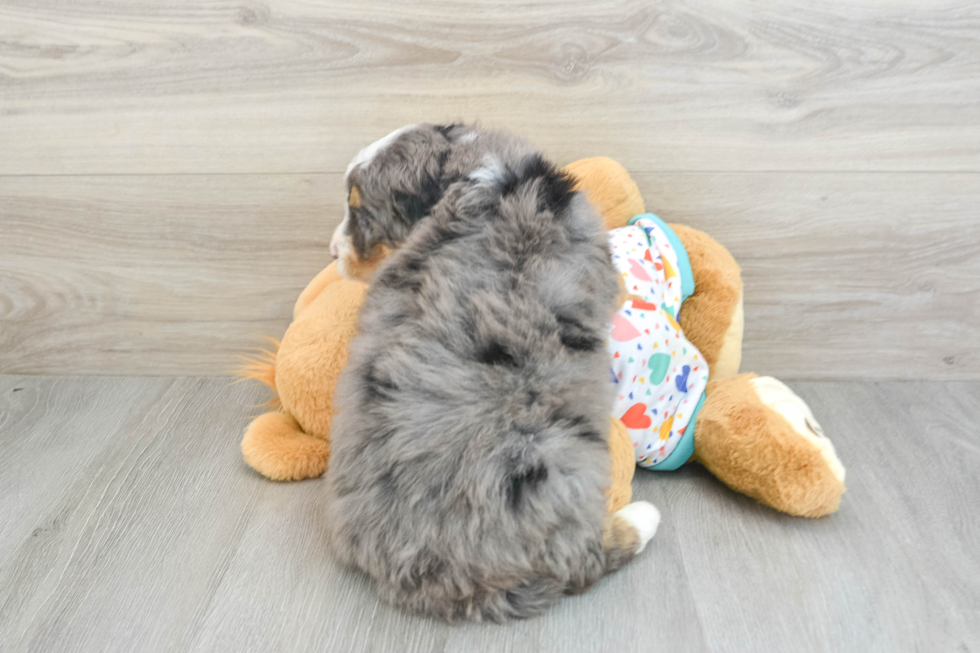 Petite Mini Bernedoodle Poodle Mix Pup