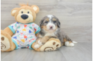 Mini Bernedoodle Pup Being Cute