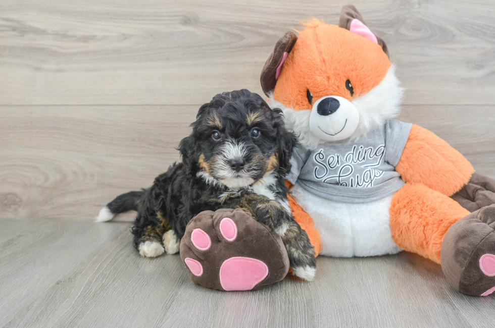 6 week old Mini Bernedoodle Puppy For Sale - Pilesgrove Pups