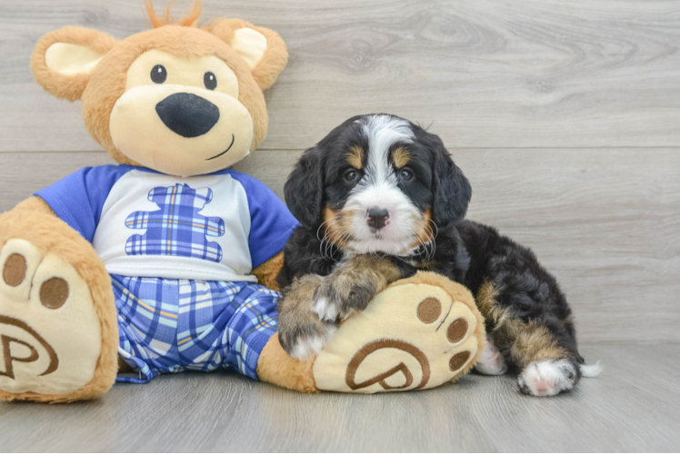 Petite Mini Bernedoodle Poodle Mix Pup