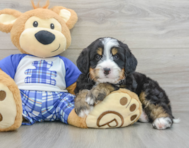 7 week old Mini Bernedoodle Puppy For Sale - Pilesgrove Pups