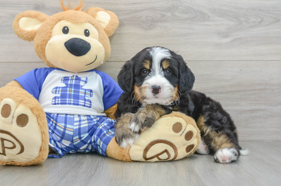 7 week old Mini Bernedoodle Puppy For Sale - Pilesgrove Pups