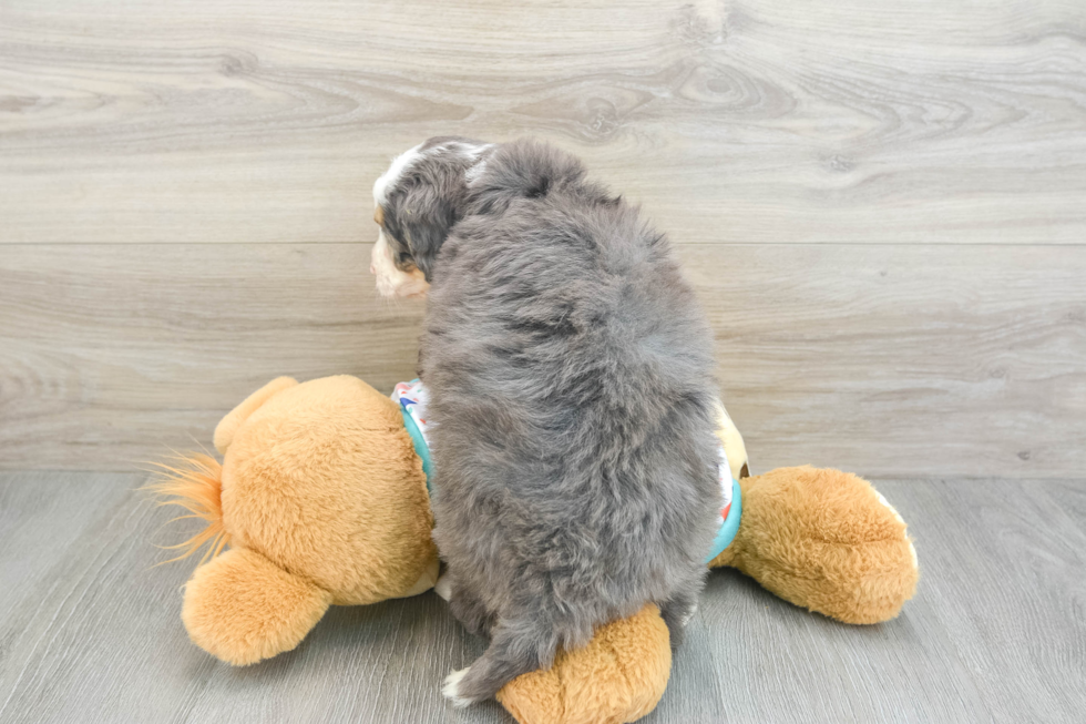 Mini Bernedoodle Pup Being Cute