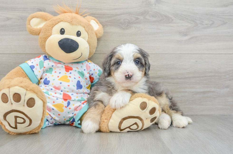 6 week old Mini Bernedoodle Puppy For Sale - Pilesgrove Pups