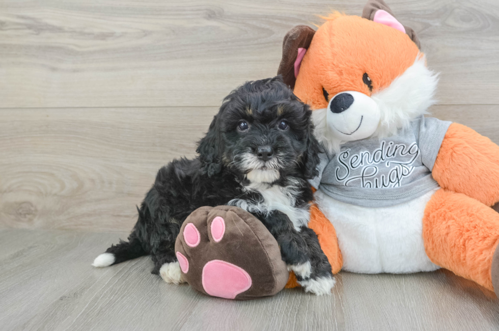 6 week old Mini Bernedoodle Puppy For Sale - Pilesgrove Pups